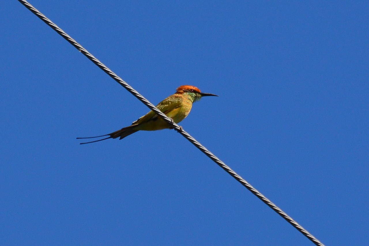 Merops orientalis ferrugeiceps